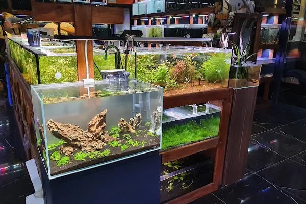 Cikletist Akvaryum Petshop - Resim 10