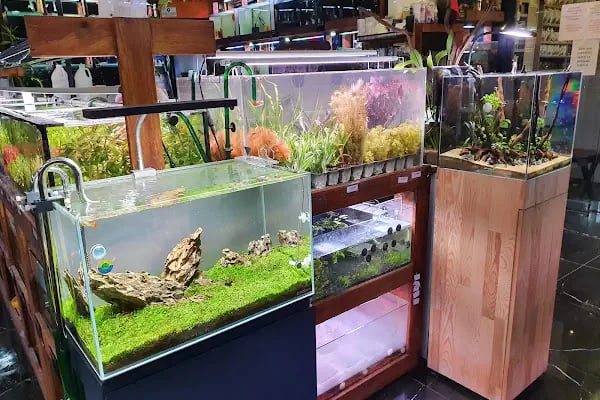 Cikletist Akvaryum Petshop - Resim 7