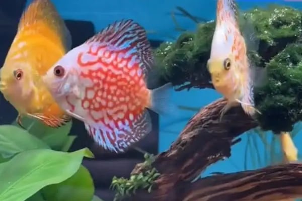 Cikletist Akvaryum Petshop - Resim 12