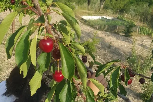 Hayati GÜRTAN Hatıra Ormanı - Resim 15