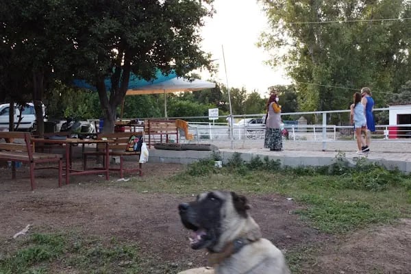 Carpe Diem Binicilik At Çiftliği - Resim 10