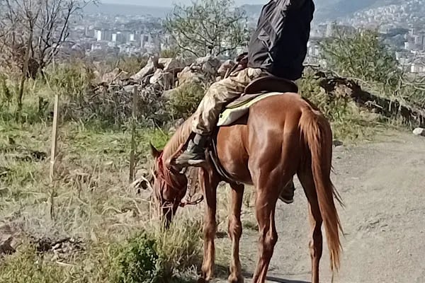Carpe Diem Binicilik At Çiftliği - Resim 20