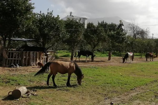 Carpe Diem Binicilik At Çiftliği - Resim 3