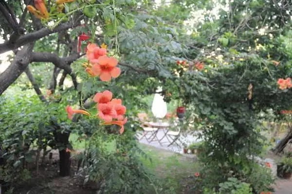 Hotel Güleç - Resim 9