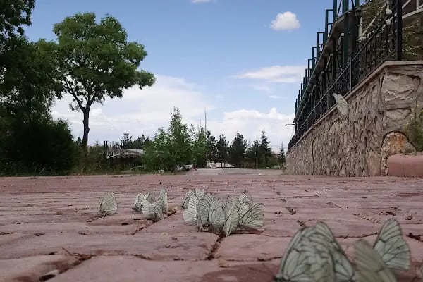 Doğa Koruma Milli Parklar 15. Bölge Müdürlüğü - Resim 7