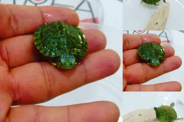 ARFA IMAGE VOLKAN ÇAKIR Fotoğraf Stüdyosu BOSTANLI - KARŞIYAKA - Resim 17