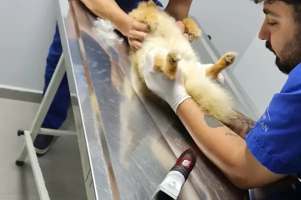 GREENVET VETERİNER POLİKLİNİĞİ - Resim 12