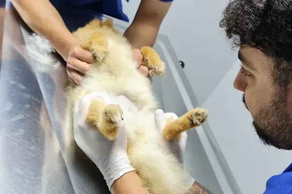GREENVET VETERİNER POLİKLİNİĞİ - Resim 18