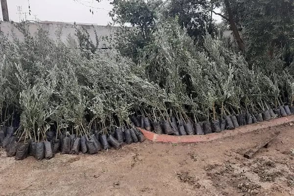 Şamlıoğlu Zeytin Ve Zeytinyağı Fabrikası - Resim 2