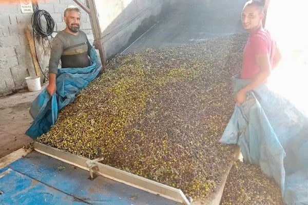 Şamlıoğlu Zeytin Ve Zeytinyağı Fabrikası - Resim 19