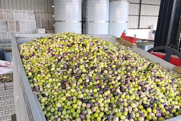 Şamlıoğlu Zeytin Ve Zeytinyağı Fabrikası - Resim 9