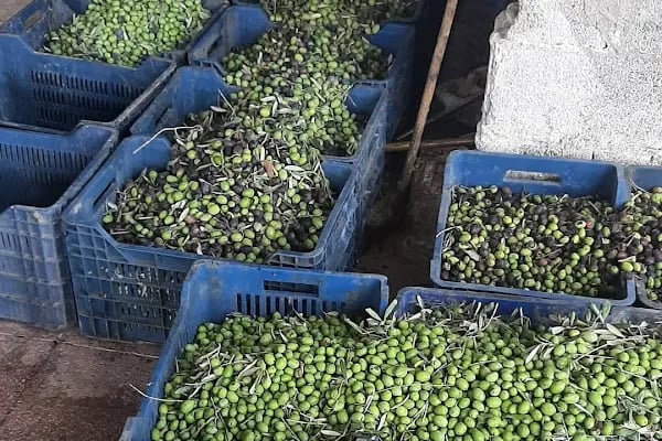 Şamlıoğlu Zeytin Ve Zeytinyağı Fabrikası - Resim 16