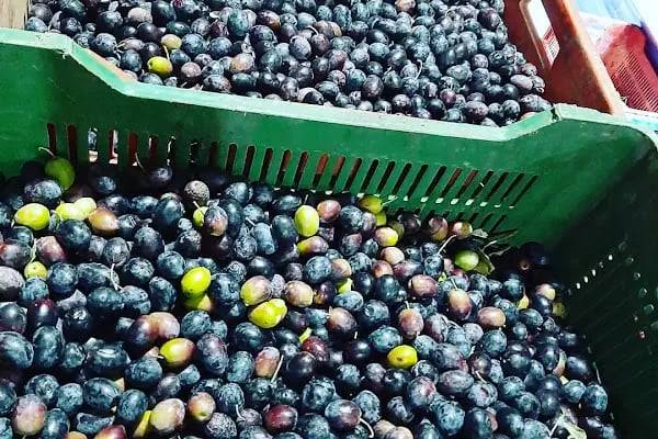 Şamlıoğlu Zeytin Ve Zeytinyağı Fabrikası - Resim 3