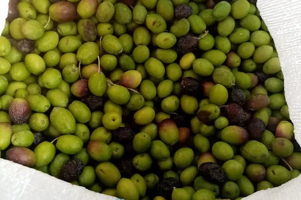 Şamlıoğlu Zeytin Ve Zeytinyağı Fabrikası - Resim 14