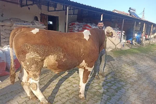 Güzel kardeşler çiftliği - Resim 2