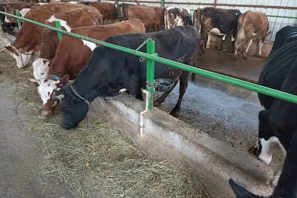 Güzel kardeşler çiftliği - Resim 14