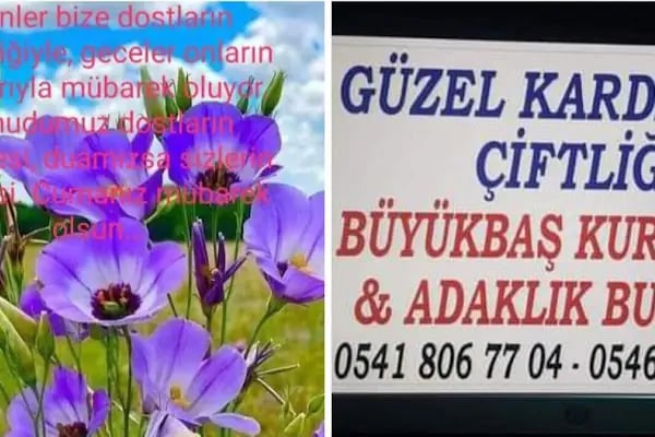 Güzel kardeşler çiftliği - Resim 11