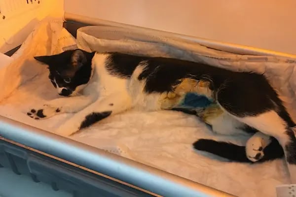 Sezen veteriner kliniği - Resim 7