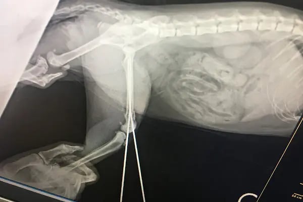 Sezen veteriner kliniği - Resim 15