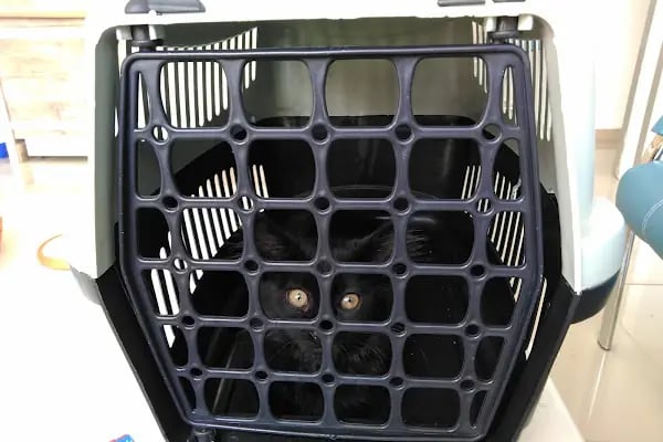 Sezen veteriner kliniği - Resim 8