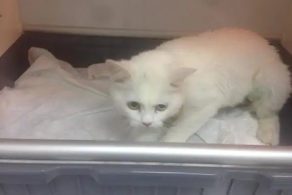 Sezen veteriner kliniği - Resim 17
