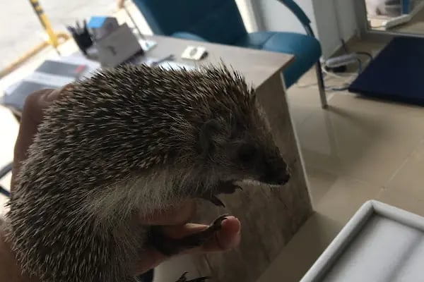 Sezen veteriner kliniği - Resim 14