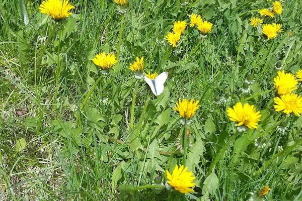 Kamil Bostan Parkı - Resim 2