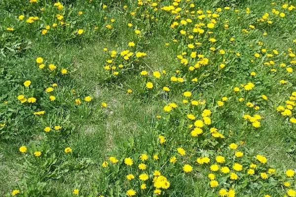 Kamil Bostan Parkı - Resim 20