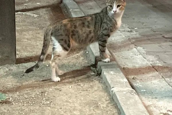 Yenibosna Şehir Korusu - Resim 9