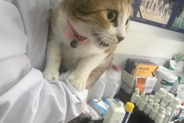 Beker Veteriner Kliniği MERSİN - Resim 6