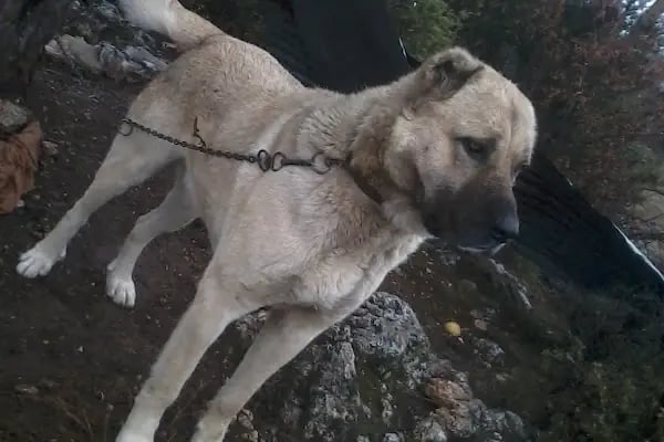 Beker Veteriner Kliniği MERSİN - Resim 9