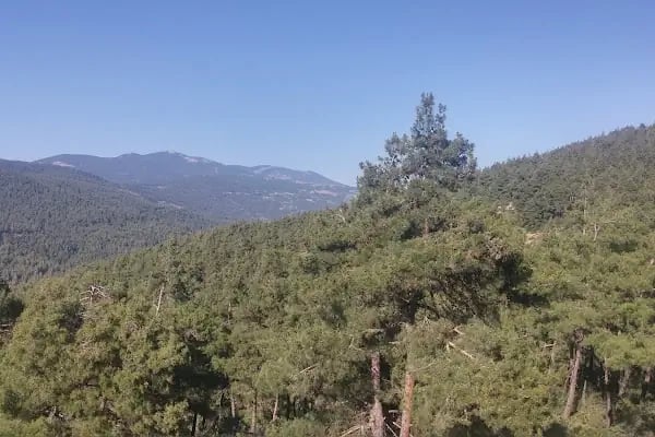 Karagöz Şenlik Alanı - Resim 2