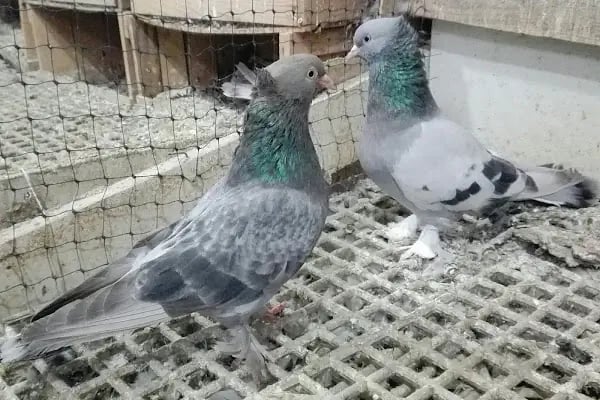 BAĞCILAR BELEDİYESİ FEVZİ ÇAKMAK PARKI - Resim 3
