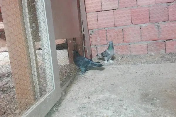 BAĞCILAR BELEDİYESİ FEVZİ ÇAKMAK PARKI - Resim 17