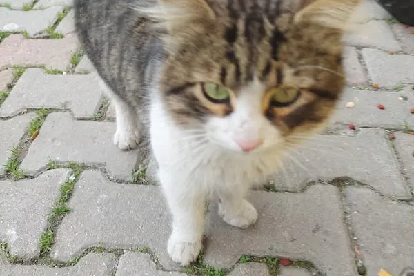 BAĞCILAR BELEDİYESİ FEVZİ ÇAKMAK PARKI - Resim 9