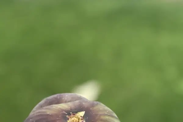 Huzur Aile Çay Bahçesi - Resim 6