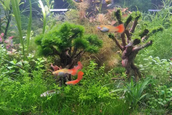 Fındık petshop - Resim 3