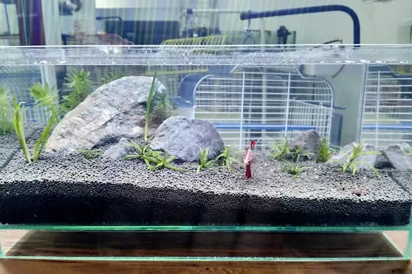 Hyreaqua Akvaryum ve Pet Market - Resim 5