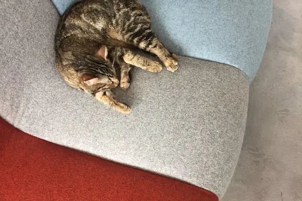 Dijital Kafa Dijital Pazarlama Ajansı - Resim 2