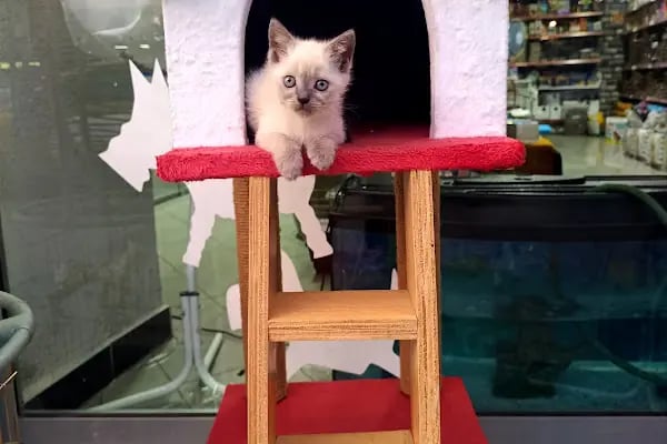 GÜLER PETSHOP - Resim 15