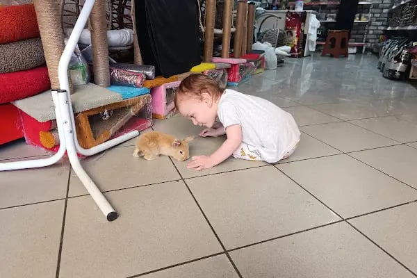 GÜLER PETSHOP - Resim 12