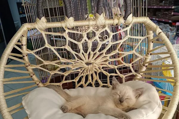 GÜLER PETSHOP - Resim 13