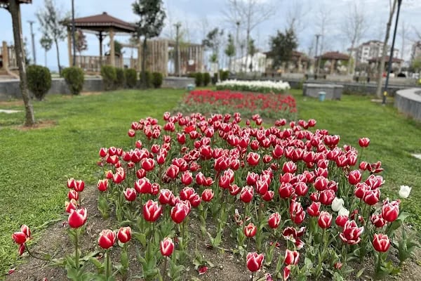 Akçaabat millet parki - Resim 6