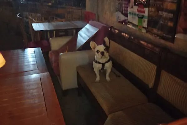Masal HOBİ EVi - Petshop, Hediyelik Eşya, Takı ve Aksesuar - Resim 6