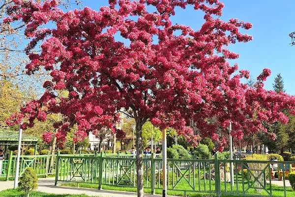 Akyurt Kültür Parkı - Resim 15