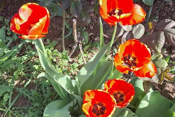 Akyurt Kültür Parkı - Resim 5