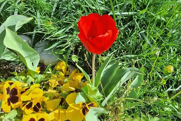 Akyurt Kültür Parkı - Resim 17