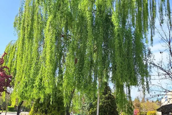 Akyurt Kültür Parkı - Resim 12