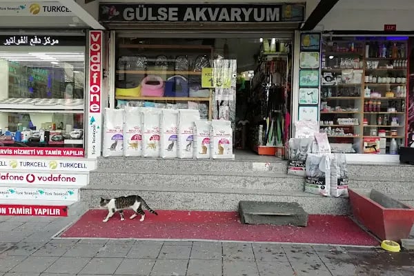 GÜLSE PETSHOP - Resim 10