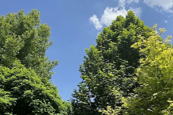 Göz Parkı - Resim 18